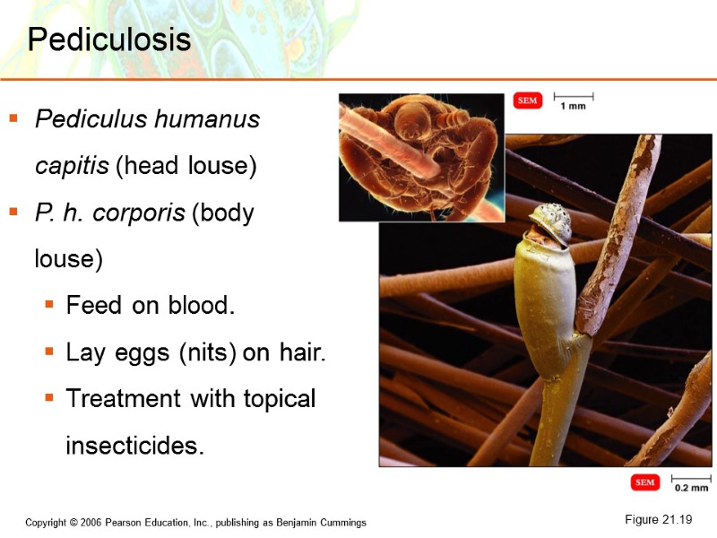Pediculosis Pediculus humanus capitis (head louse) P. h. corporis (body louse) Feed on blood.